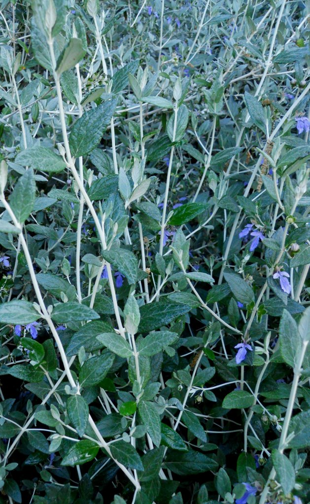 Teucrium fruticans